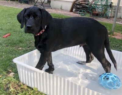 Brixham Dog Training