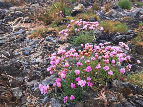 FULL - Isle of Anglesey, Wales 2026 - FULL