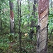 The road to Polesiye, the land of bogs and fogs