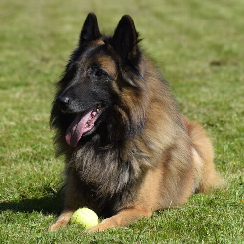 Online Book of Remembrance | Rainbow Bridge Pet Funerals