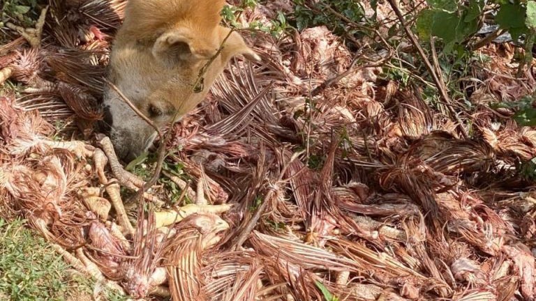 நற்பிட்டிமுனை தமிழர் பிரதேசம் என்பதால் வீசப்படுகின்ற விலங்கு கழிவுகள்