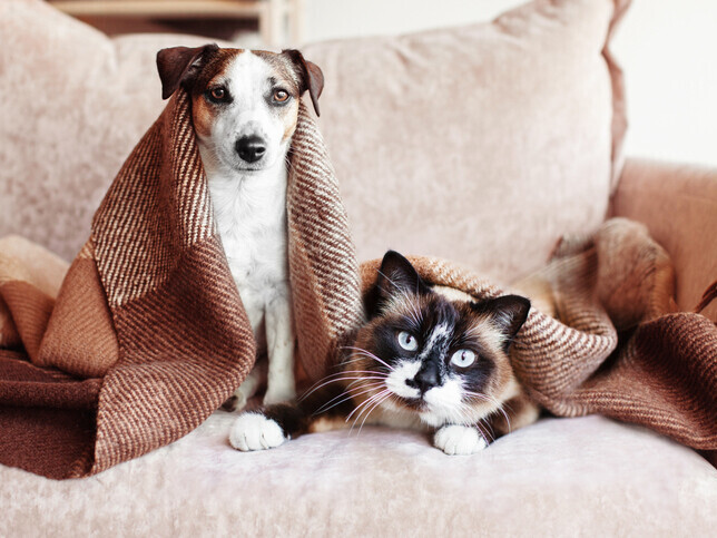 Quality of Life Assessments | Rainbow Bridge Pet Euthanasia