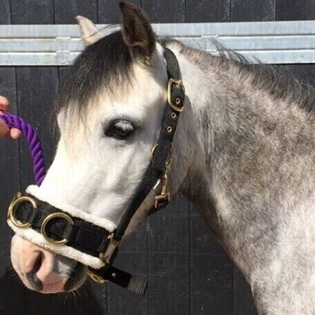 Lunge Cavesson (Pony)