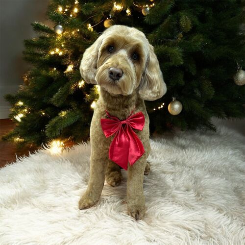 Windle Woofs | Dog Grooming | Photos | Gallery |