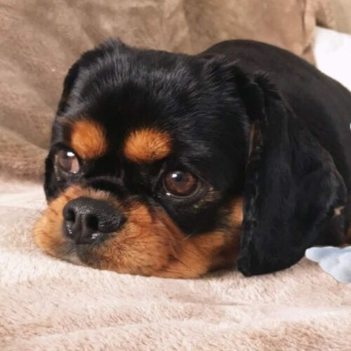 Online Book of Remembrance | Rainbow Bridge Pet Funeral Services