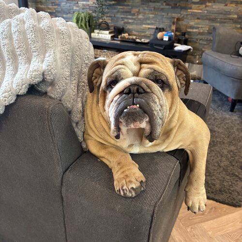 Online Book of Remembrance | Rainbow Bridge Pet Funerals
