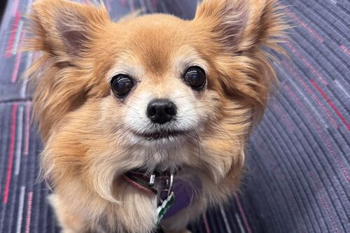 Tallulah