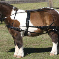 SL Tandem Leader Harness Set