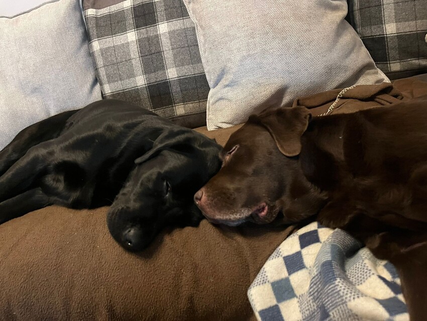 Behavioural Consultations