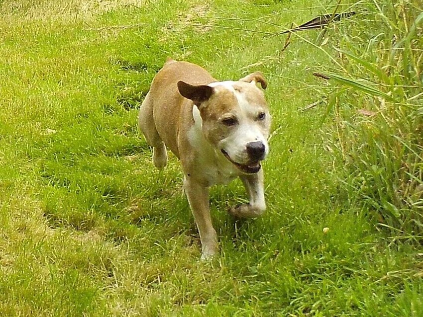 Behavioural Consultations