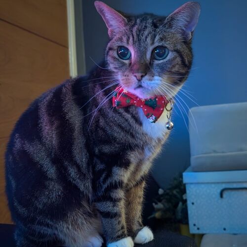 Online Book of Remembrance | Rainbow Bridge Pet Funeral Services