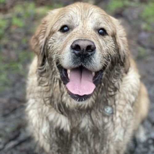 The Golden Retriever Candle