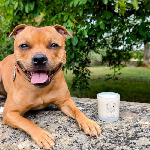 The Staffordshire Bull Terrier Candle