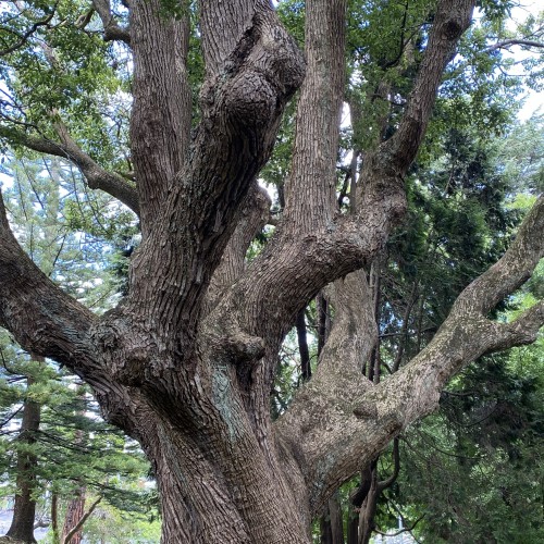 Workplace Wellbeing and Resilience 