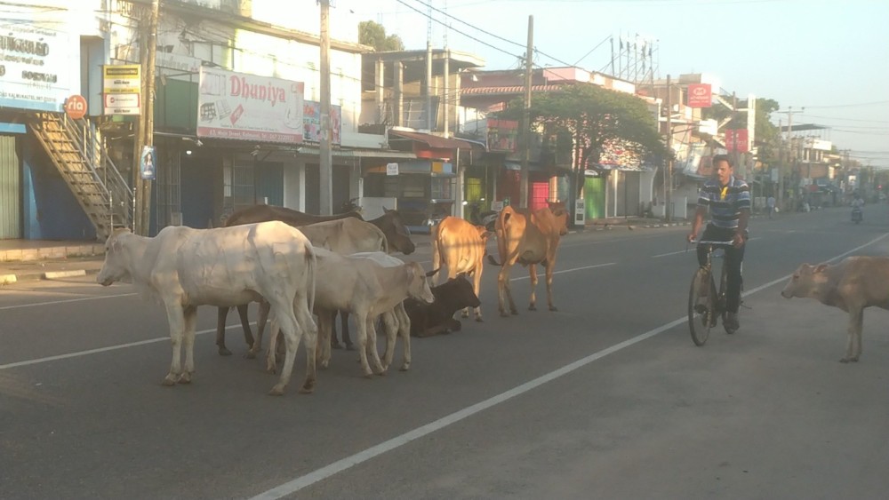 போக்குவரத்துக்கு இடையூறு செய்யும் கட்டாக்காலி கால்நடைகள்
