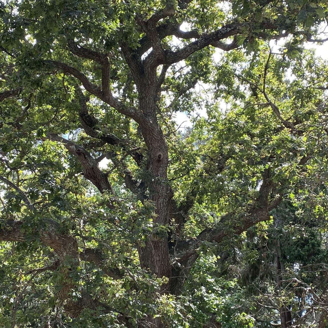 Foundations of Wellness