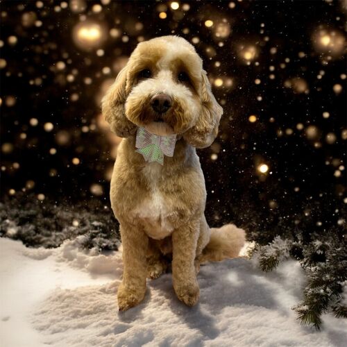 Windle Woofs | Dog Grooming | Photos | Gallery |