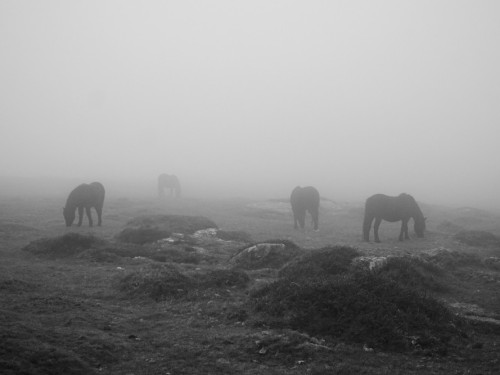 Seasons Holidays - As Clear as a Foggy Day on Dartmoor!