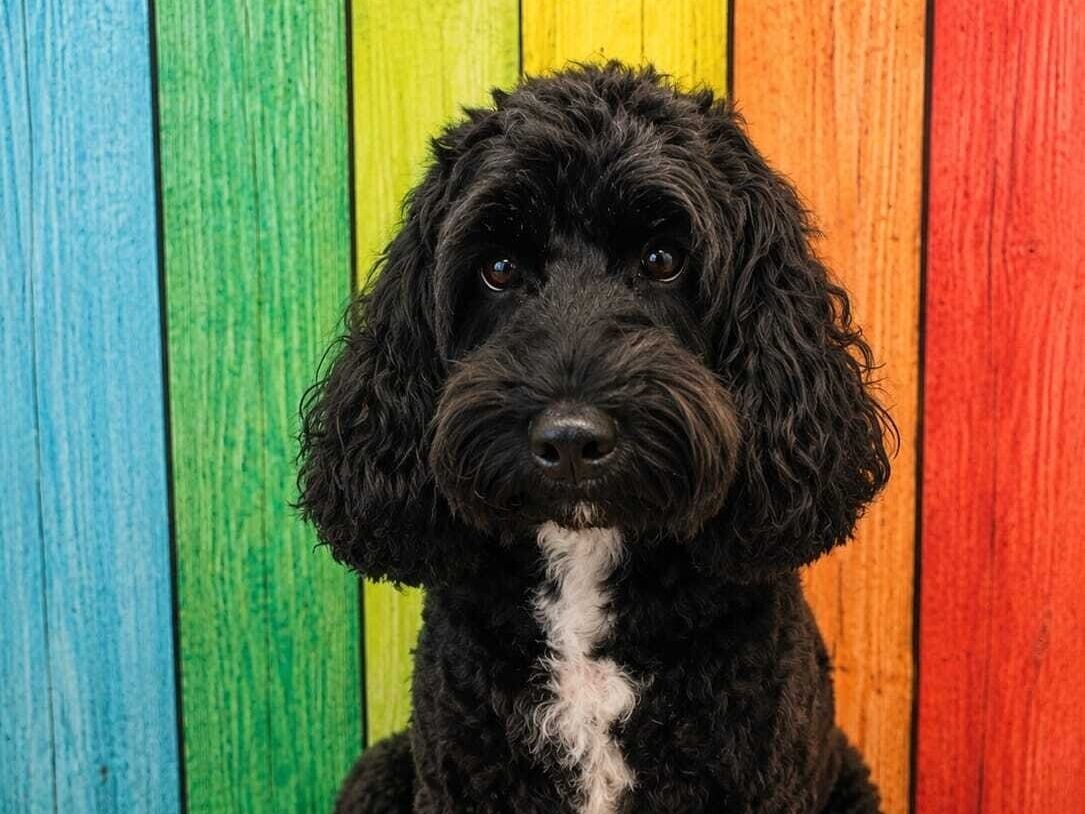 Meet The Team | Rainbow Bridge Pet Funerals