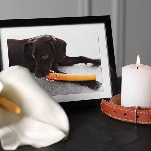 Pet Grief Matters Too