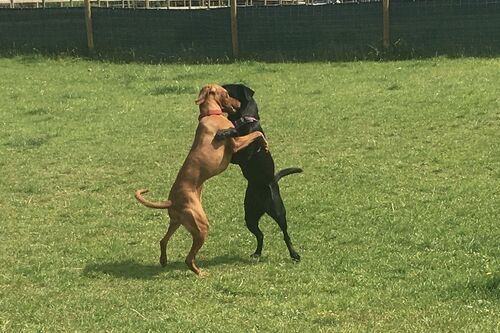 Gallery | Brixham Dog Training