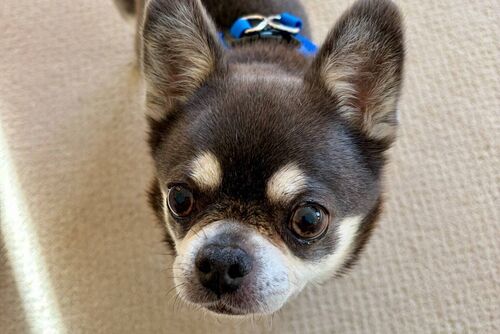 Rupert