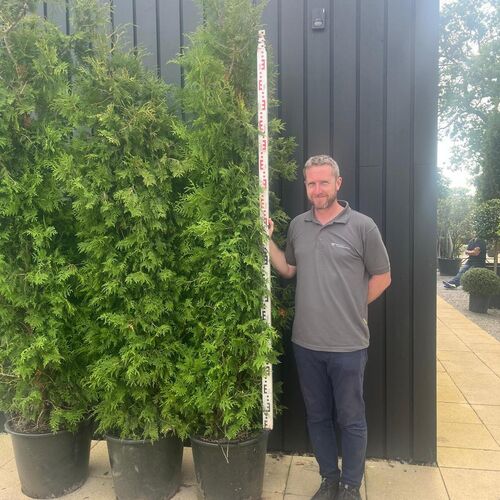 1.8m Thuja Instant Hedge