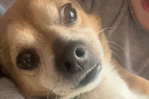 Our Dogs | British Chihuahua Rescue