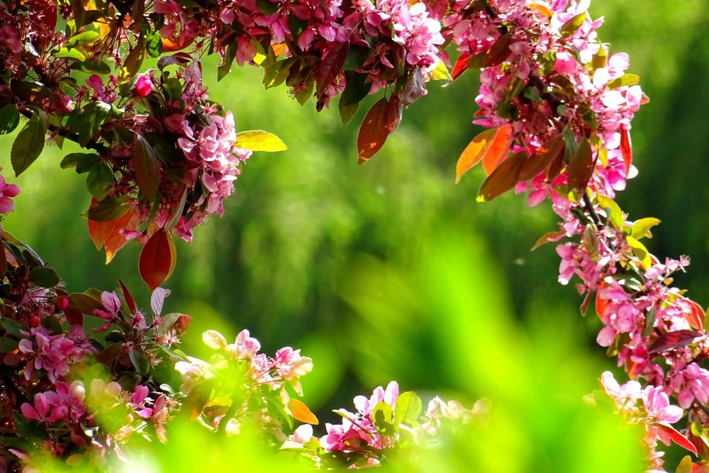 Hall Garden Open 7 June 2025 11am