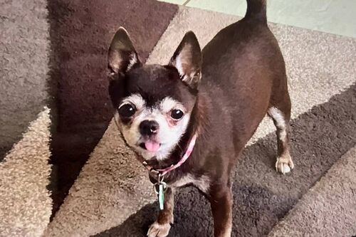 Frankie