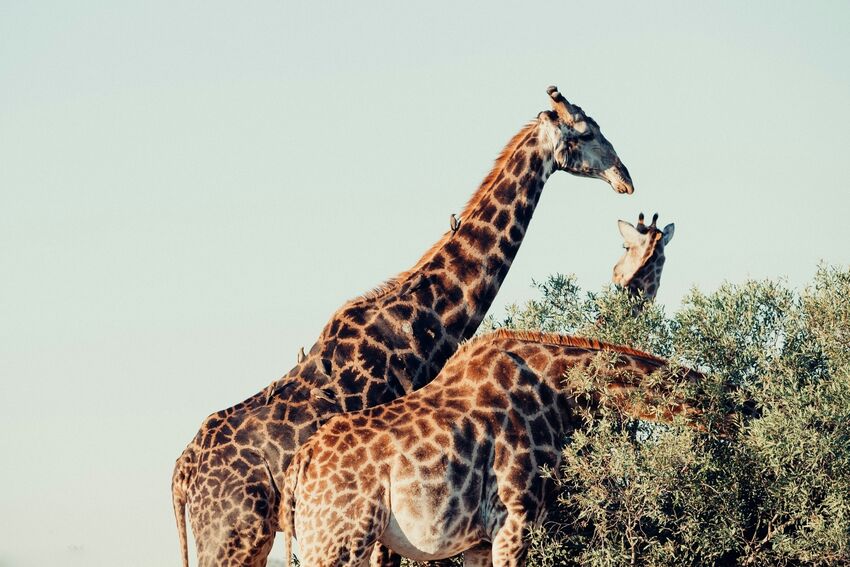 South Africa Retreat (original)