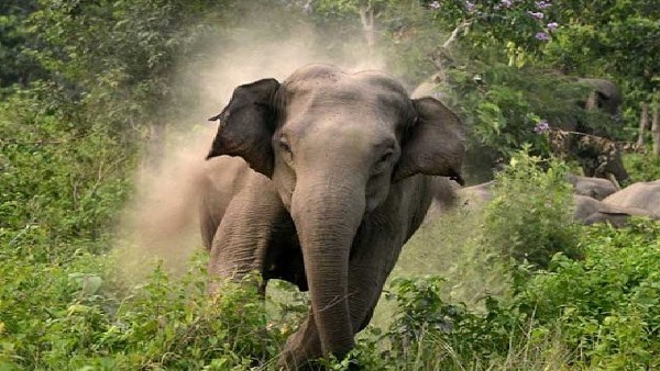 மாடு மேய்க்க சென்றவர் யானை தாக்கி மரணம்