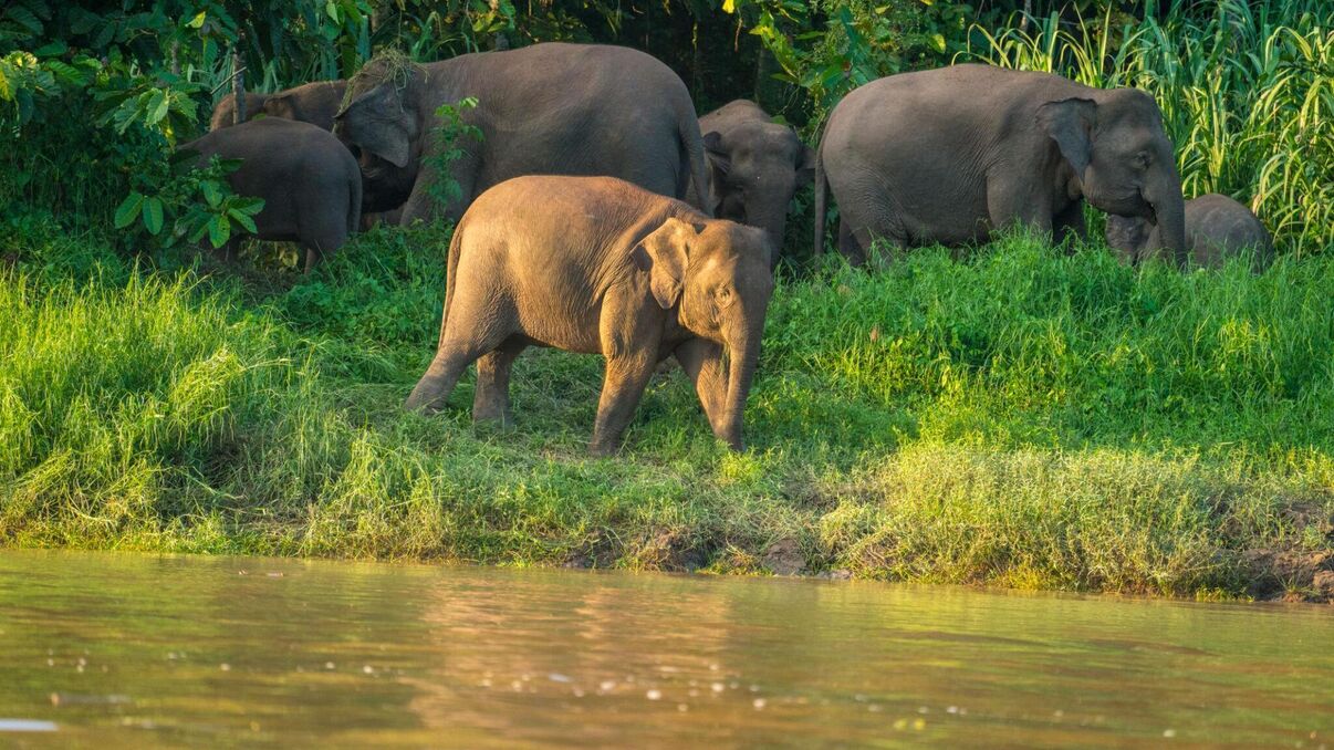 Abai Jungle Lodge