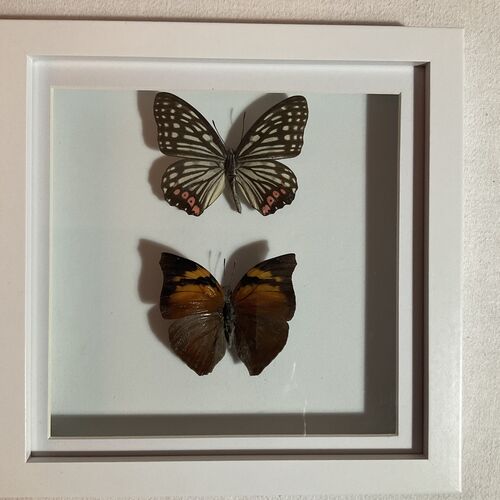 Selection of Tropical Butterflies 