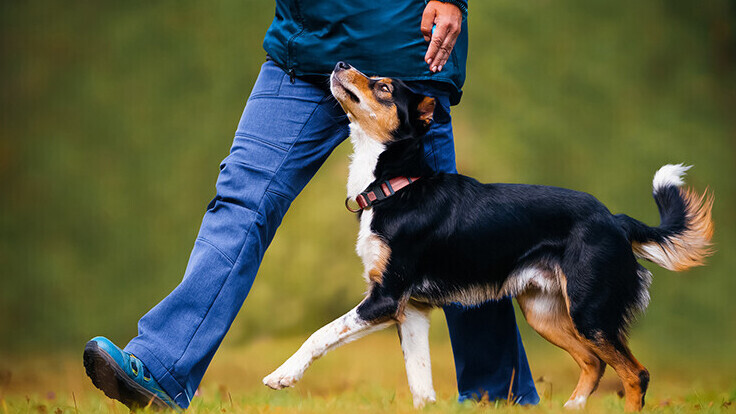 Brixham Dog Training