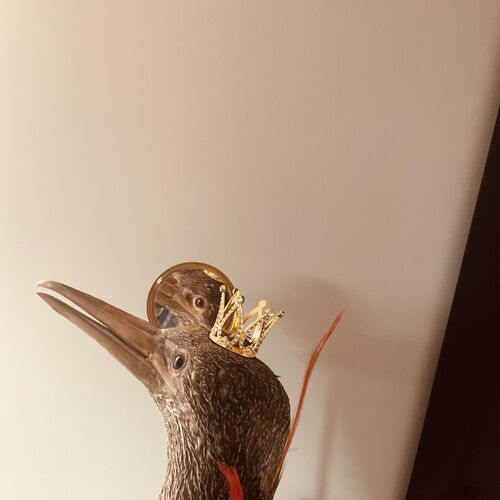 Large Taxidermy Cormorant