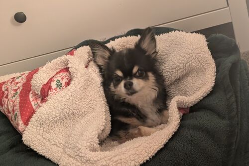 Ozzie