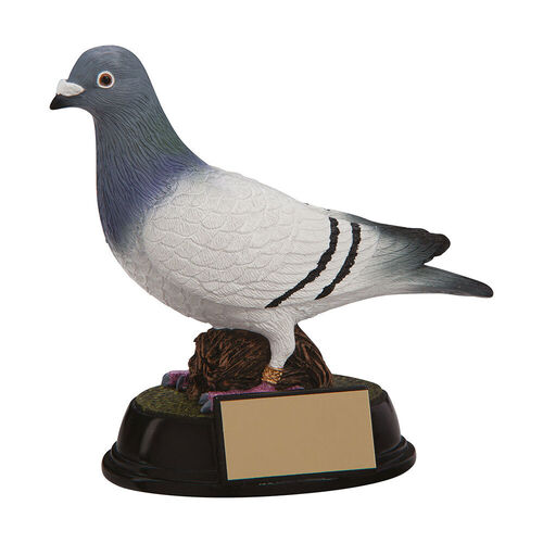 Pigeon Racing
