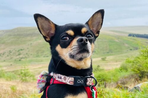 Enzo