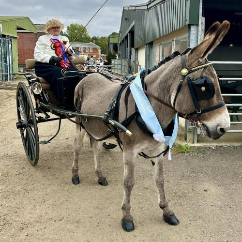 National Donkey Driving Champion 2025