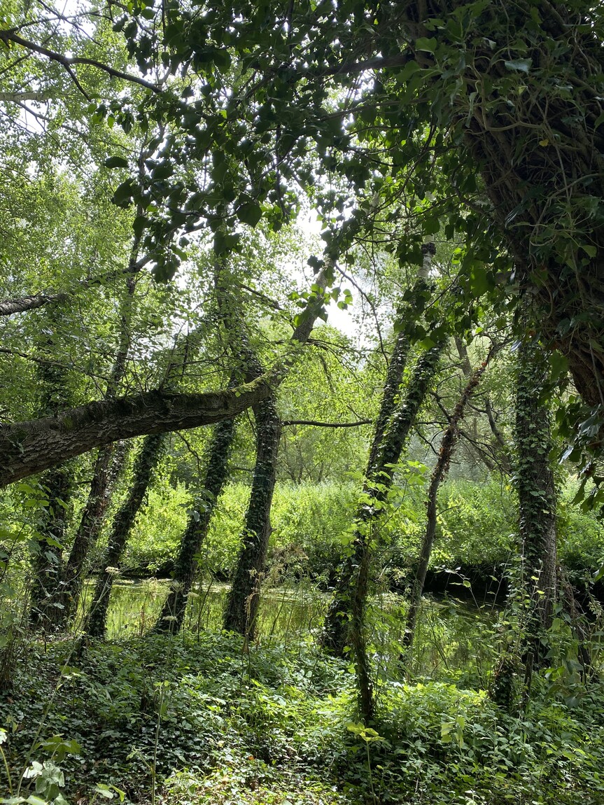 Coaching & Creative Coaching