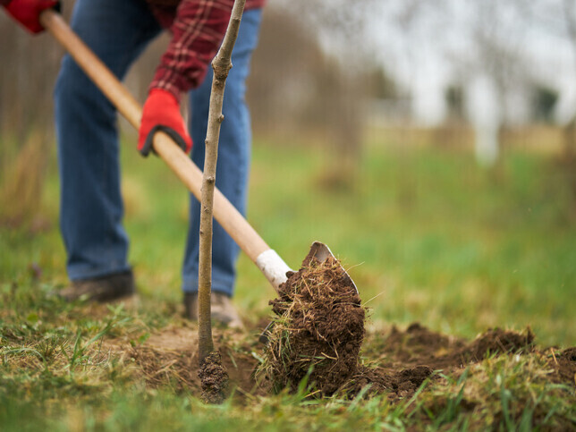 Dedicate A Tree | Rainbow Bridge Pet Funeral Services