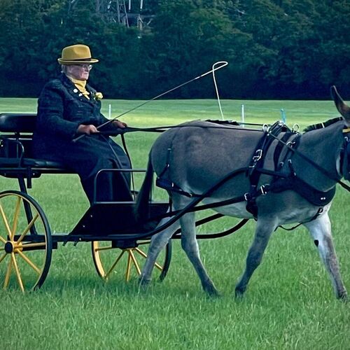 Classic Harness Set - (Sliding Backband) New