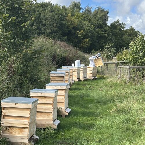 Gallery | East Anglia Apiaries | Raw honey | Local honey | Natural Honey
