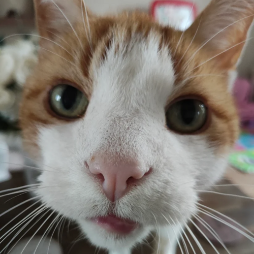 Online Book of Remembrance | Rainbow Bridge Pet Funeral Services