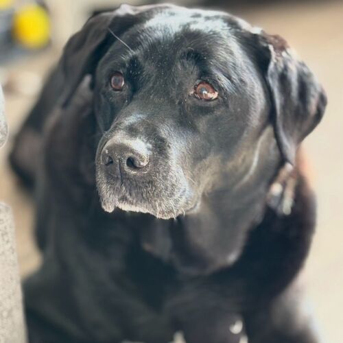 Online Book of Remembrance | Rainbow Bridge Pet Funeral Services
