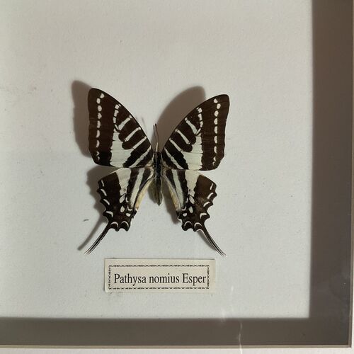 Selection of Tropical Butterflies 