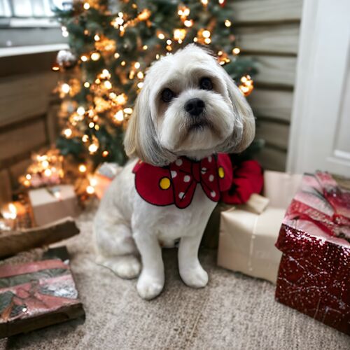Windle Woofs | Dog Grooming | Photos | Gallery |