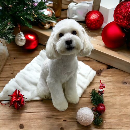 Windle Woofs | Dog Grooming | Photos | Gallery |