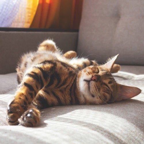 National Cat Day 2024